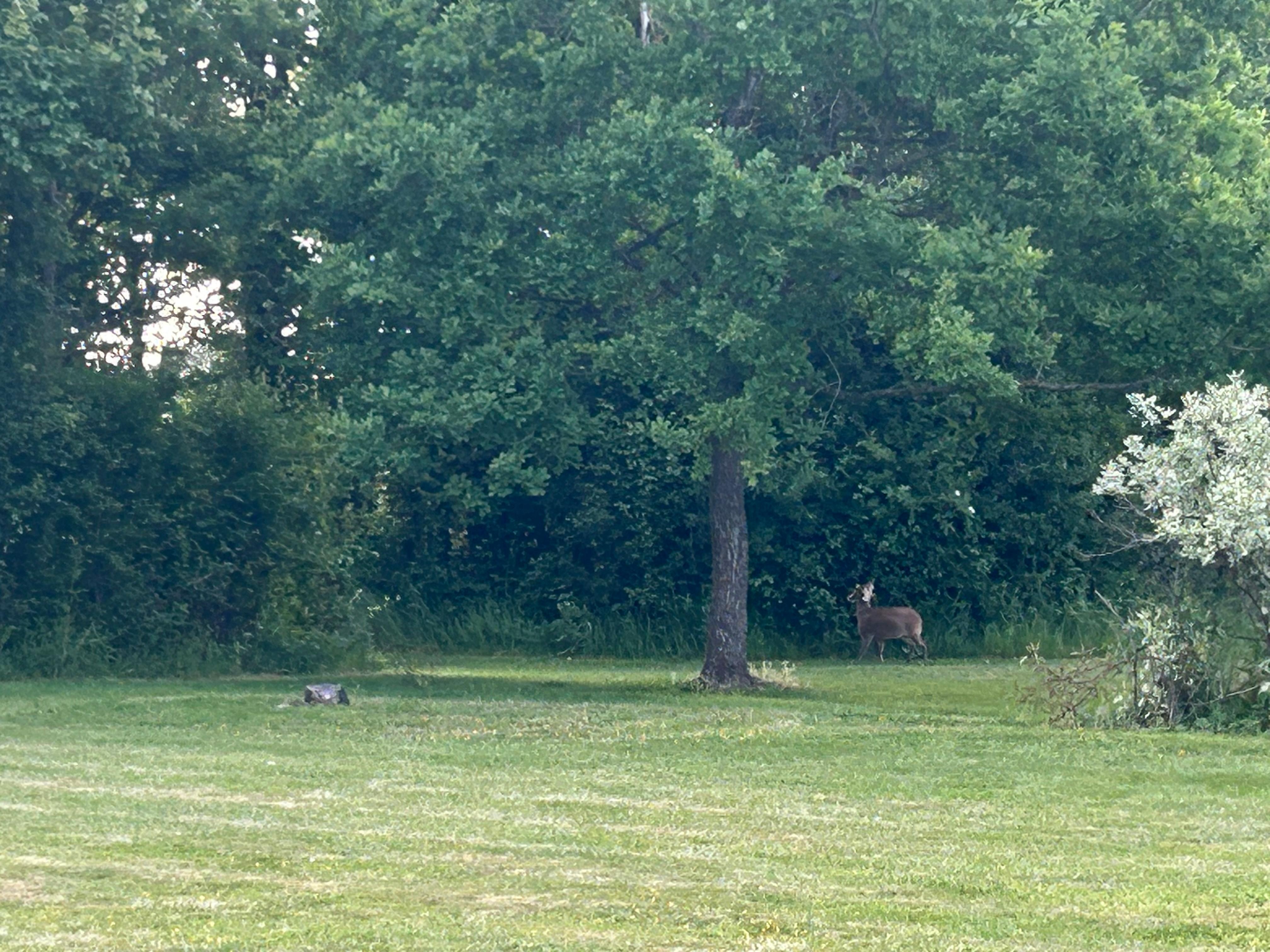 Deer in am