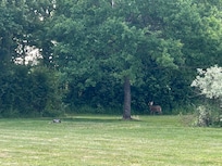 Deer in am