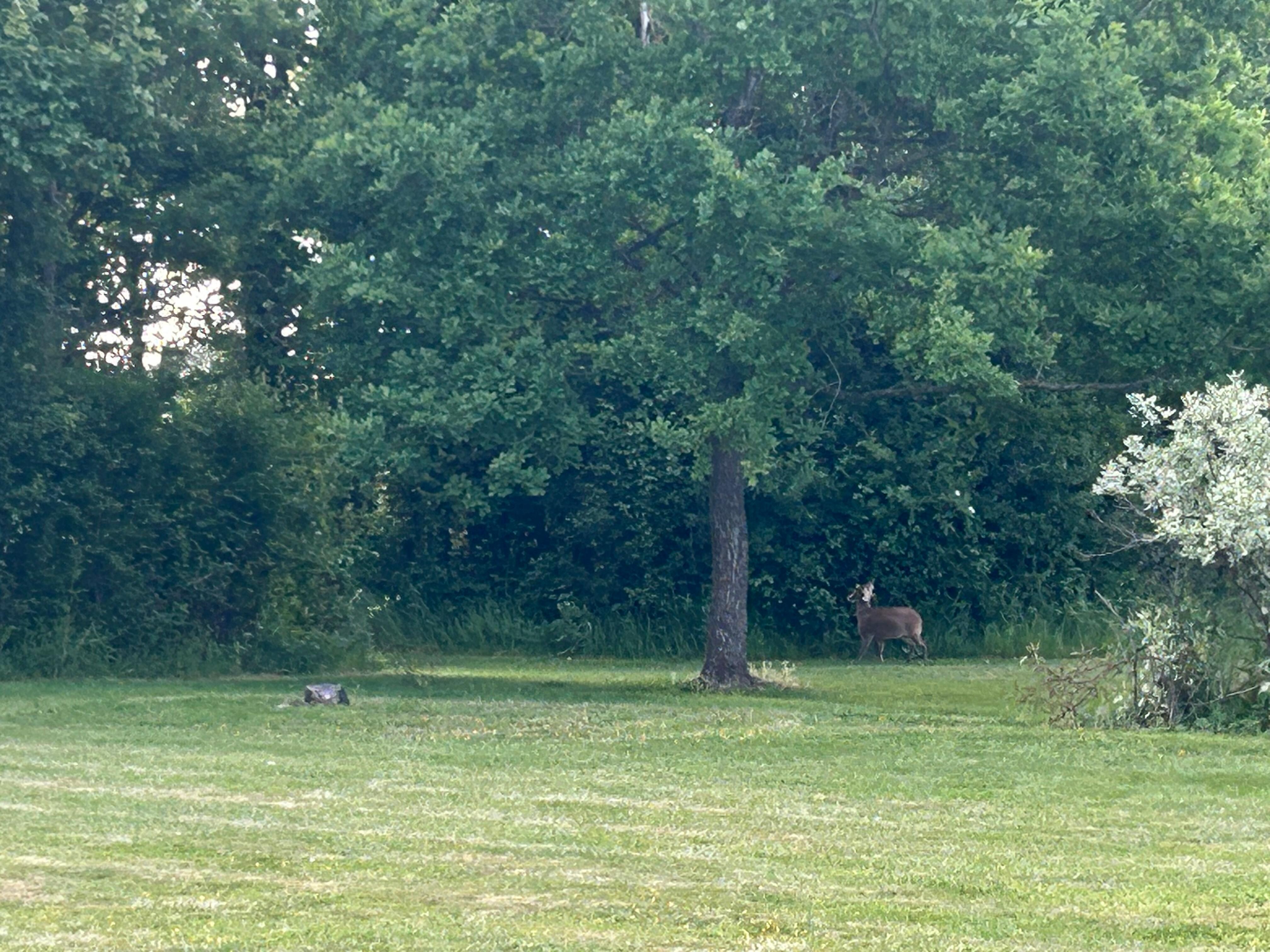 Deer in am