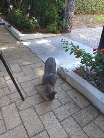 One of the Hotel Cats