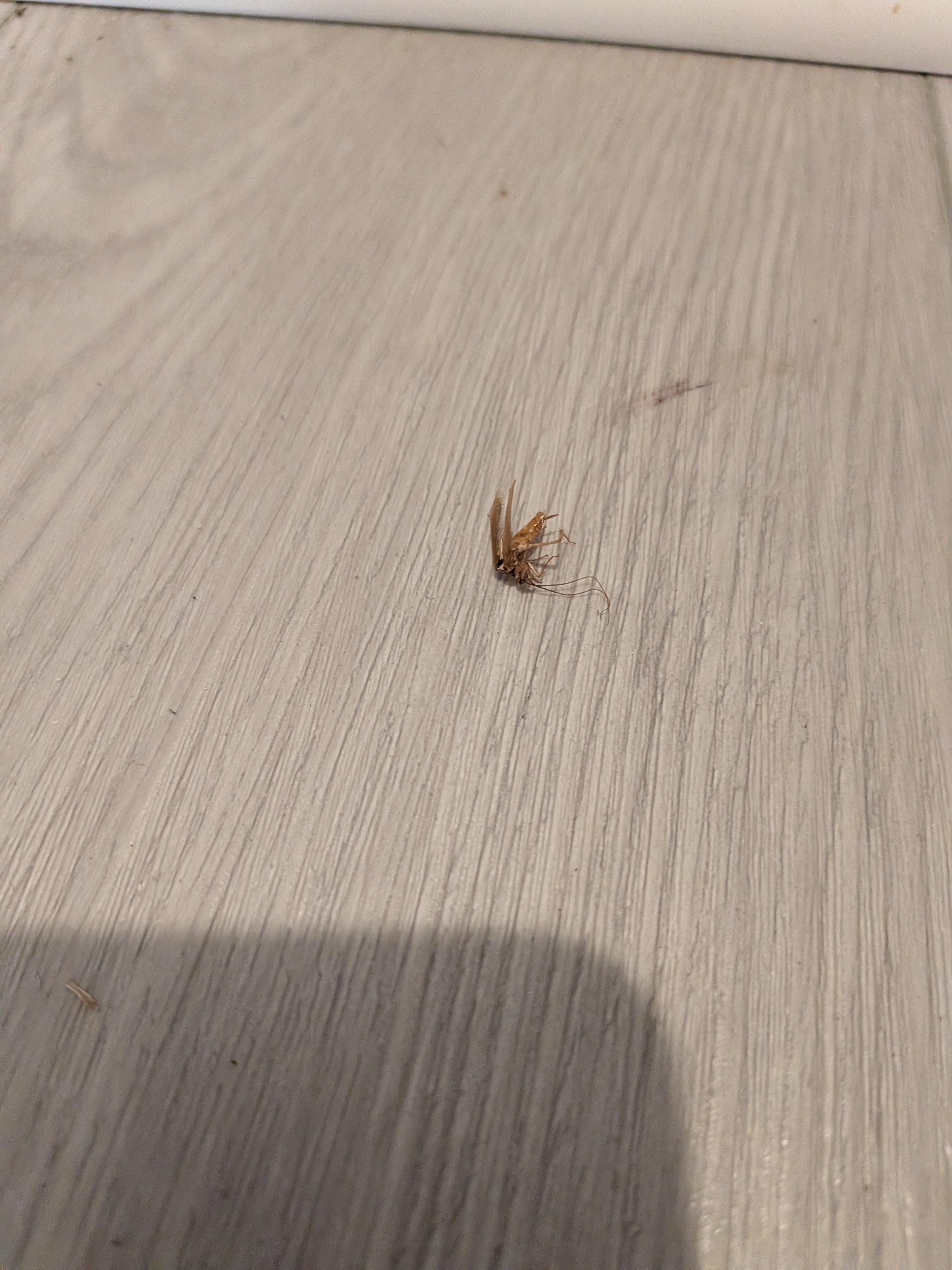 Just one of the dozens of cockroaches we killed