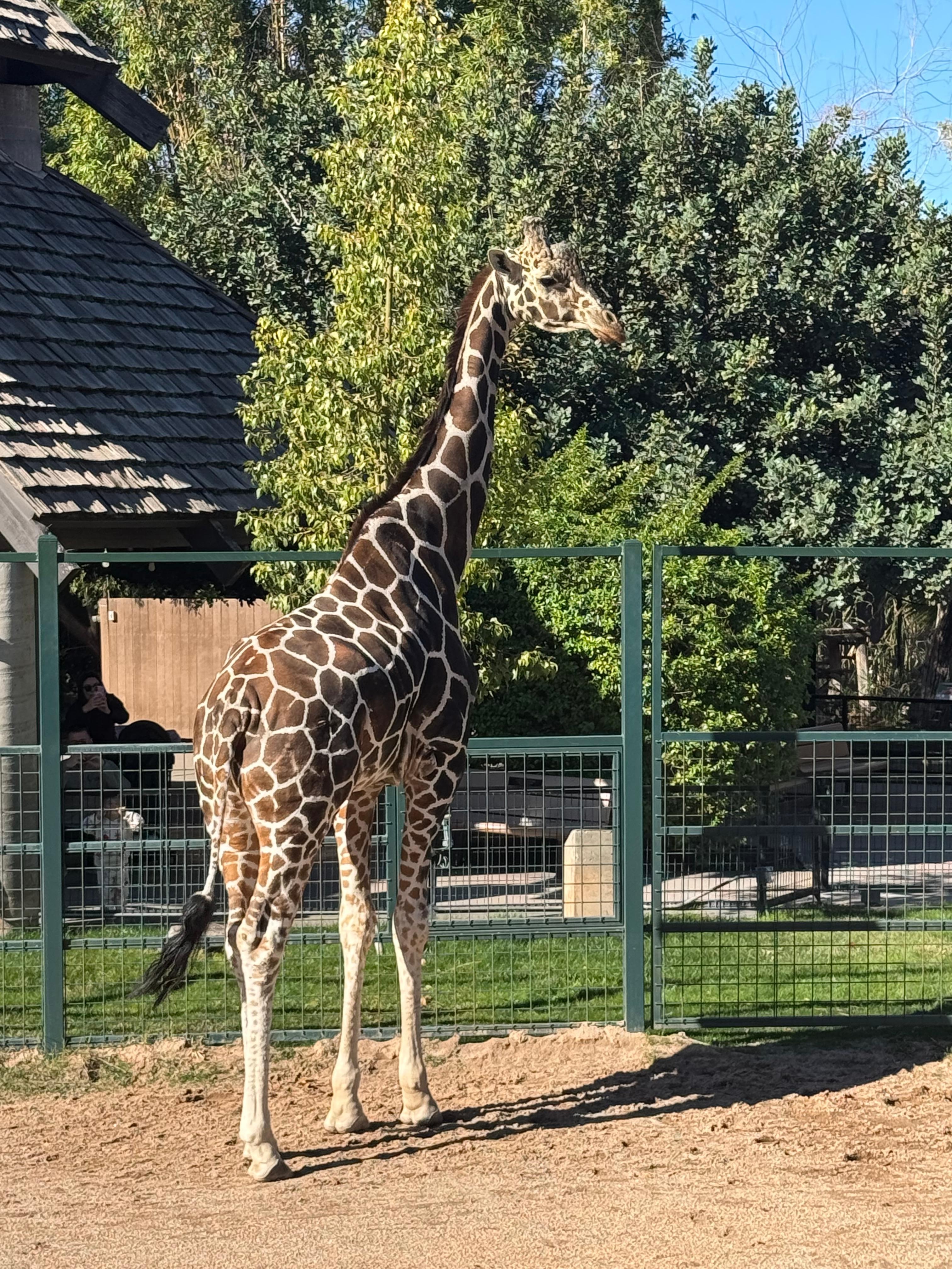 No there isn’t a giraffe at the property however there are giraffes at the Reid Park Zoo in Tucson. You may also have the opportunity to hand feed them!!! Worth a day trip plus botanical gardens!!! 