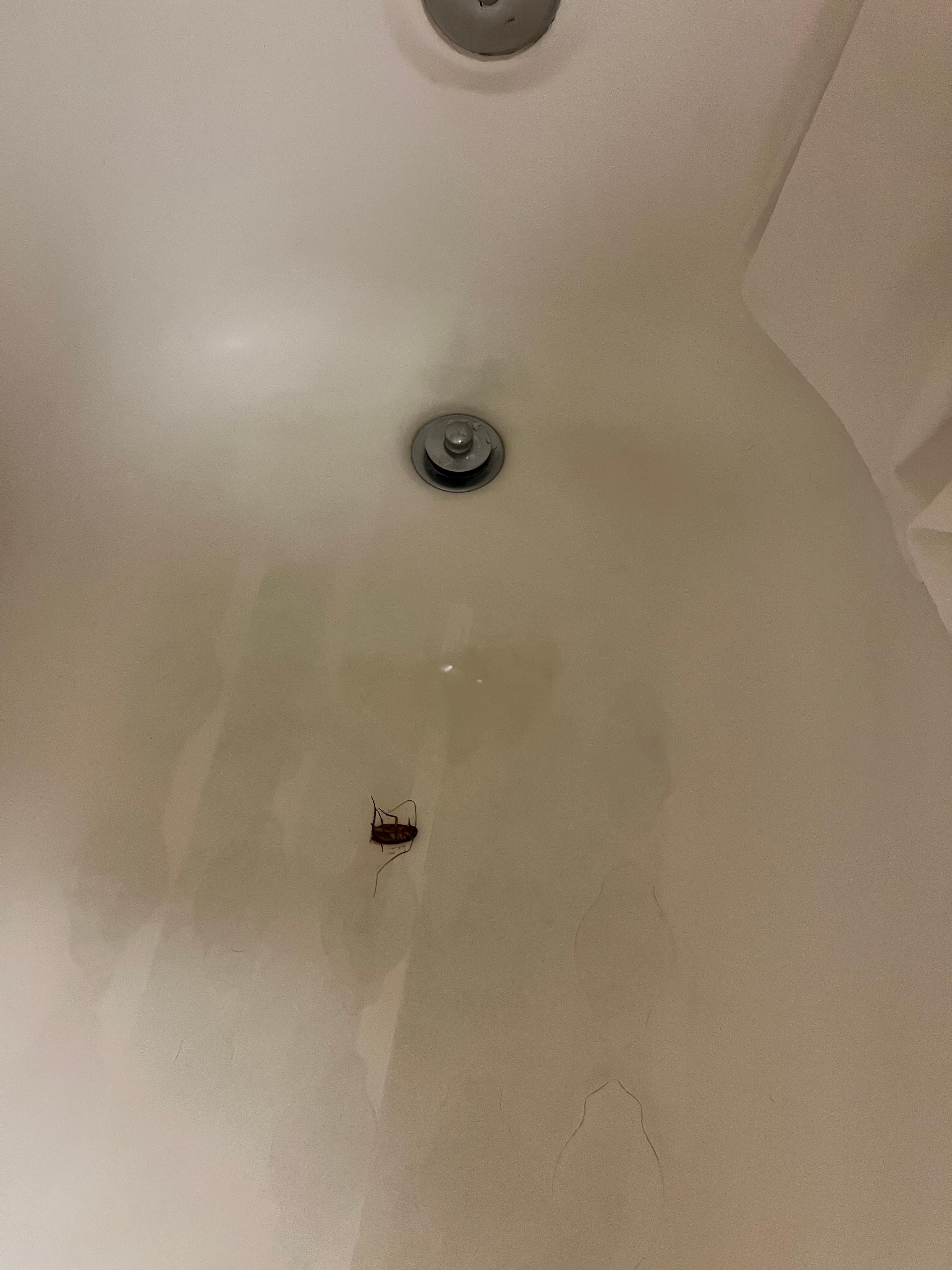 Cockroach in bathtub