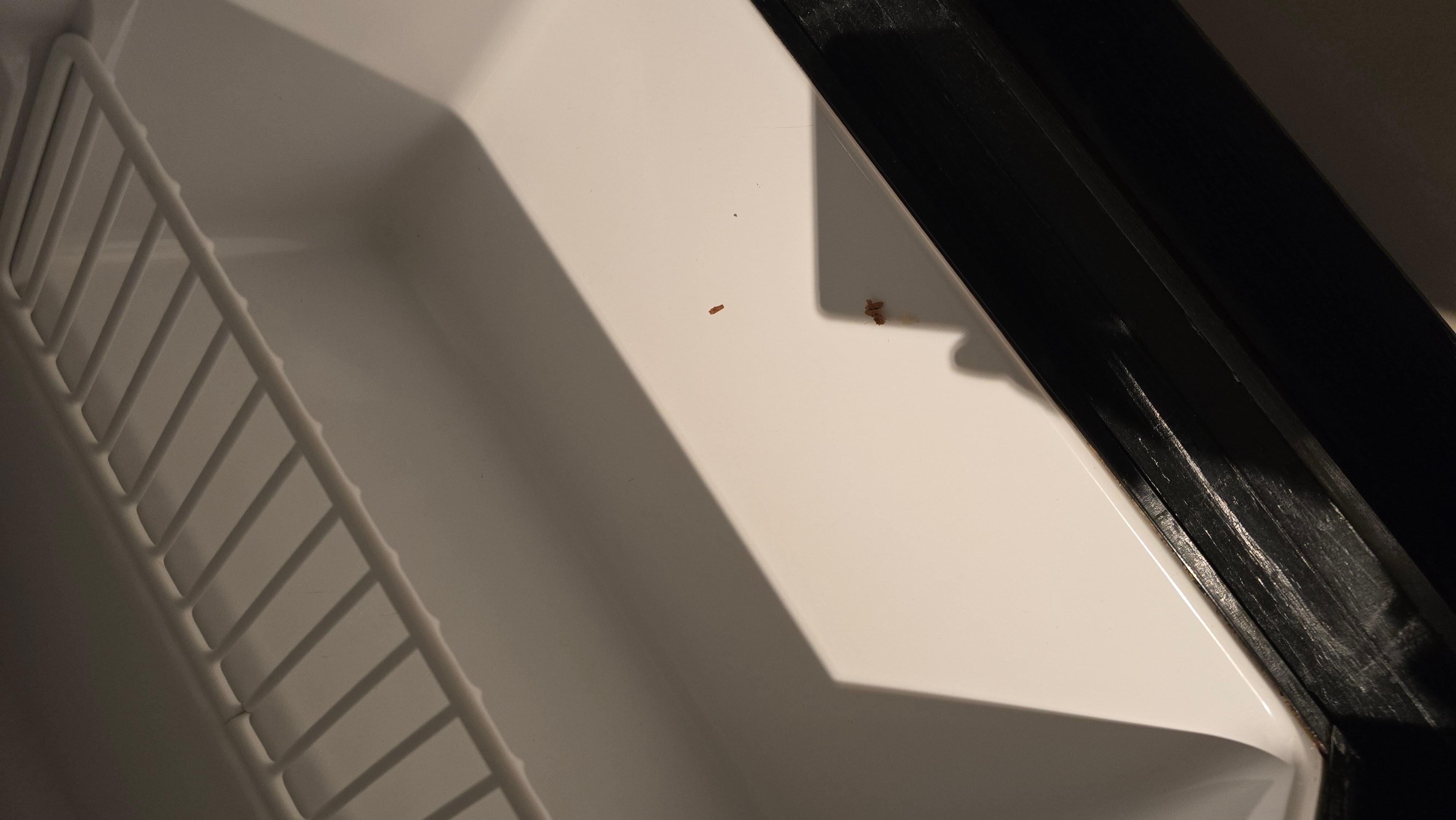 Bugs in fridge
