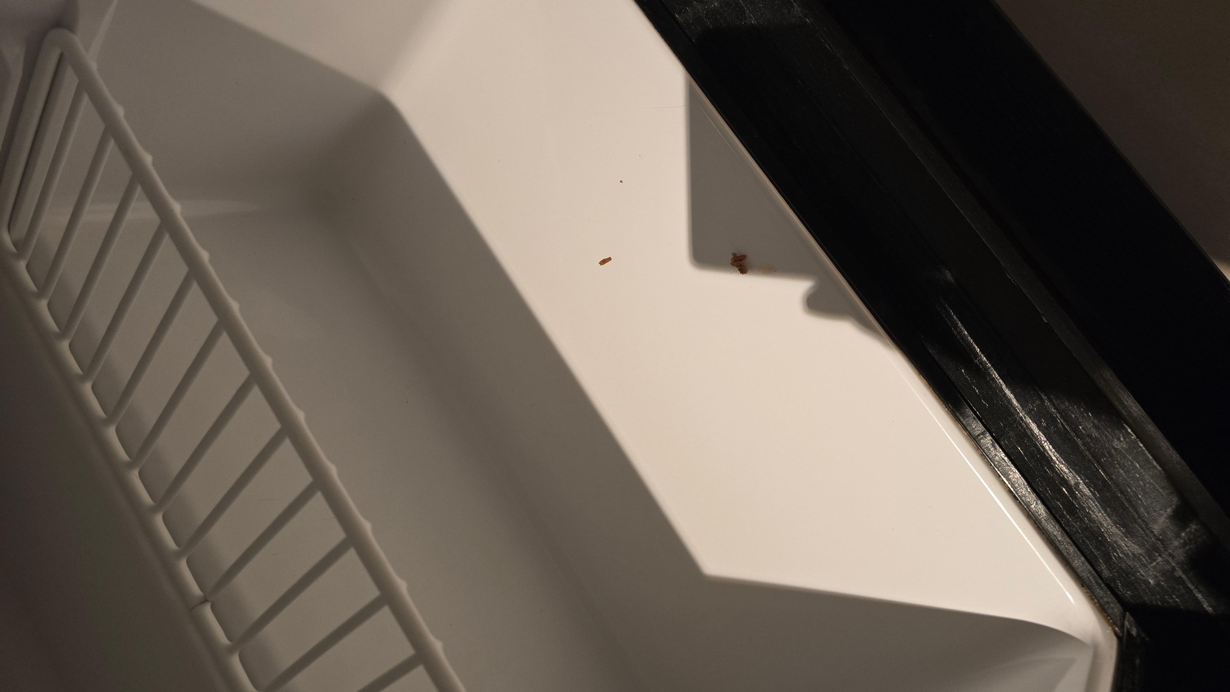 Bugs in fridge