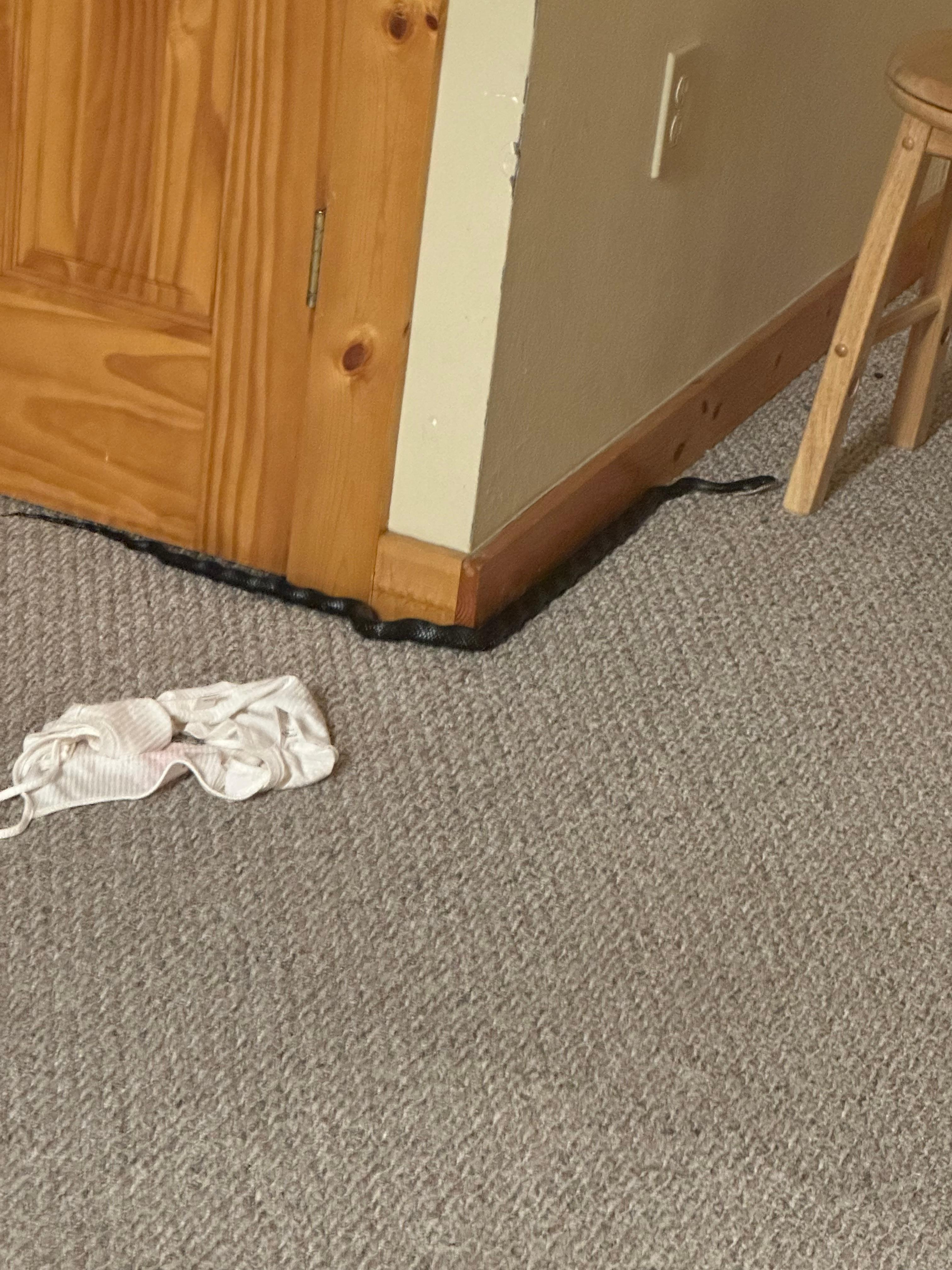 Our ‘surprise’ cabin guest.