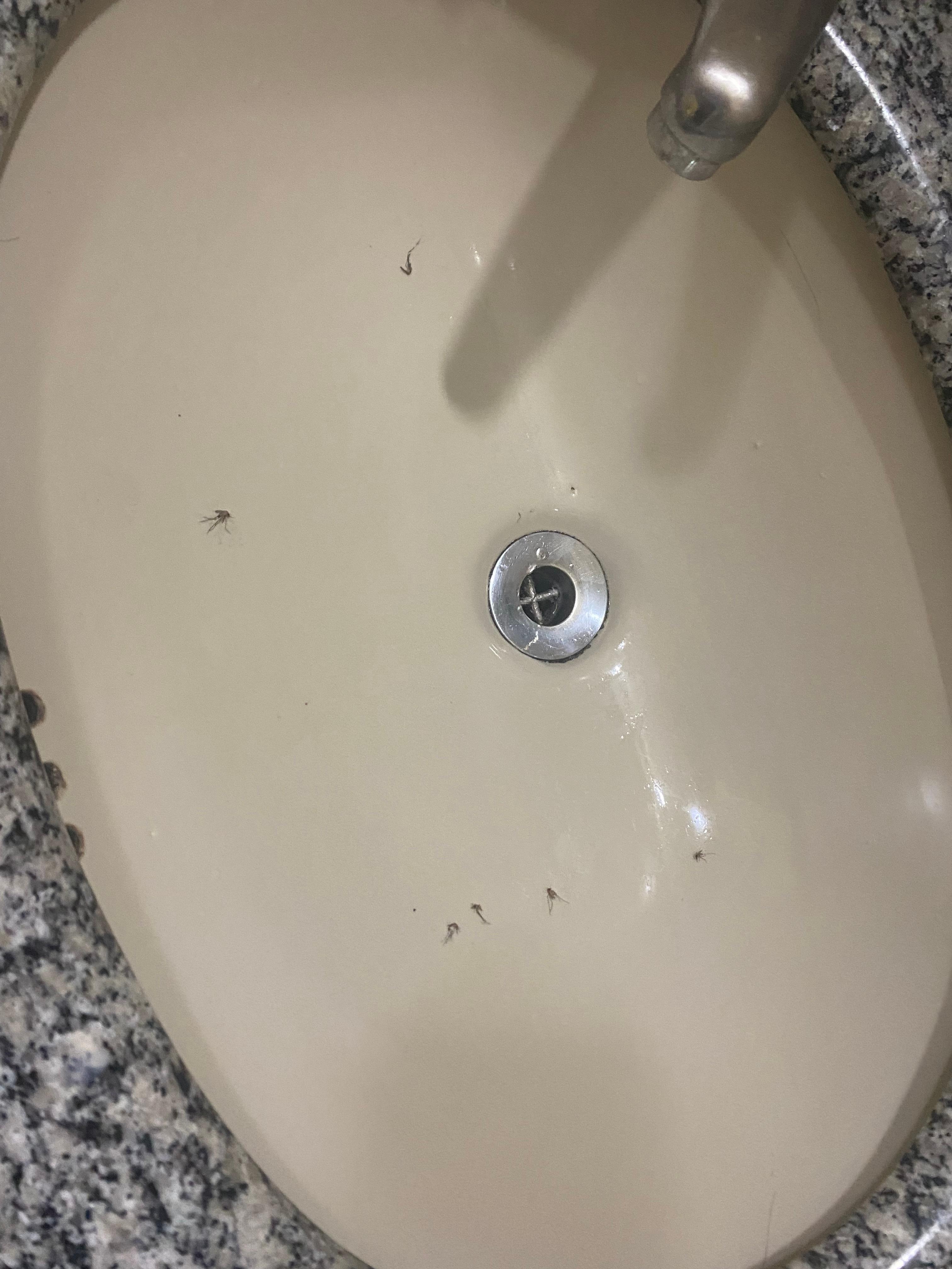 Insetos mortos na pia pós baygon