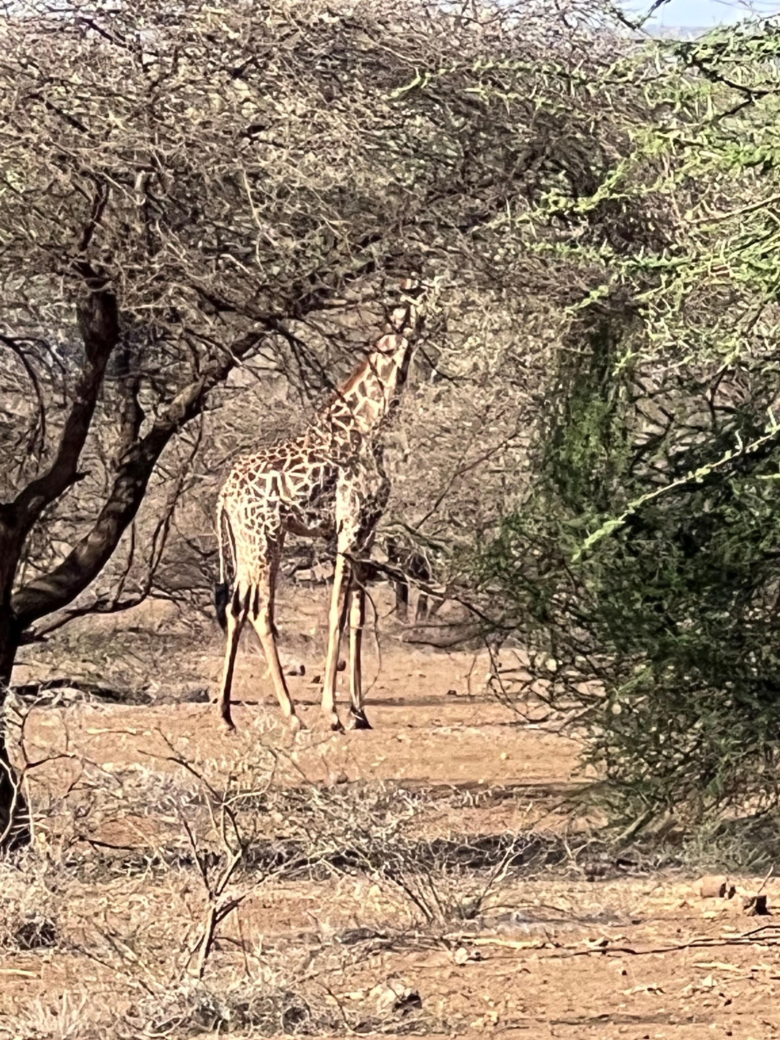 One of our friends at the back door