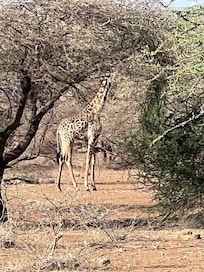 One of our friends at the back door