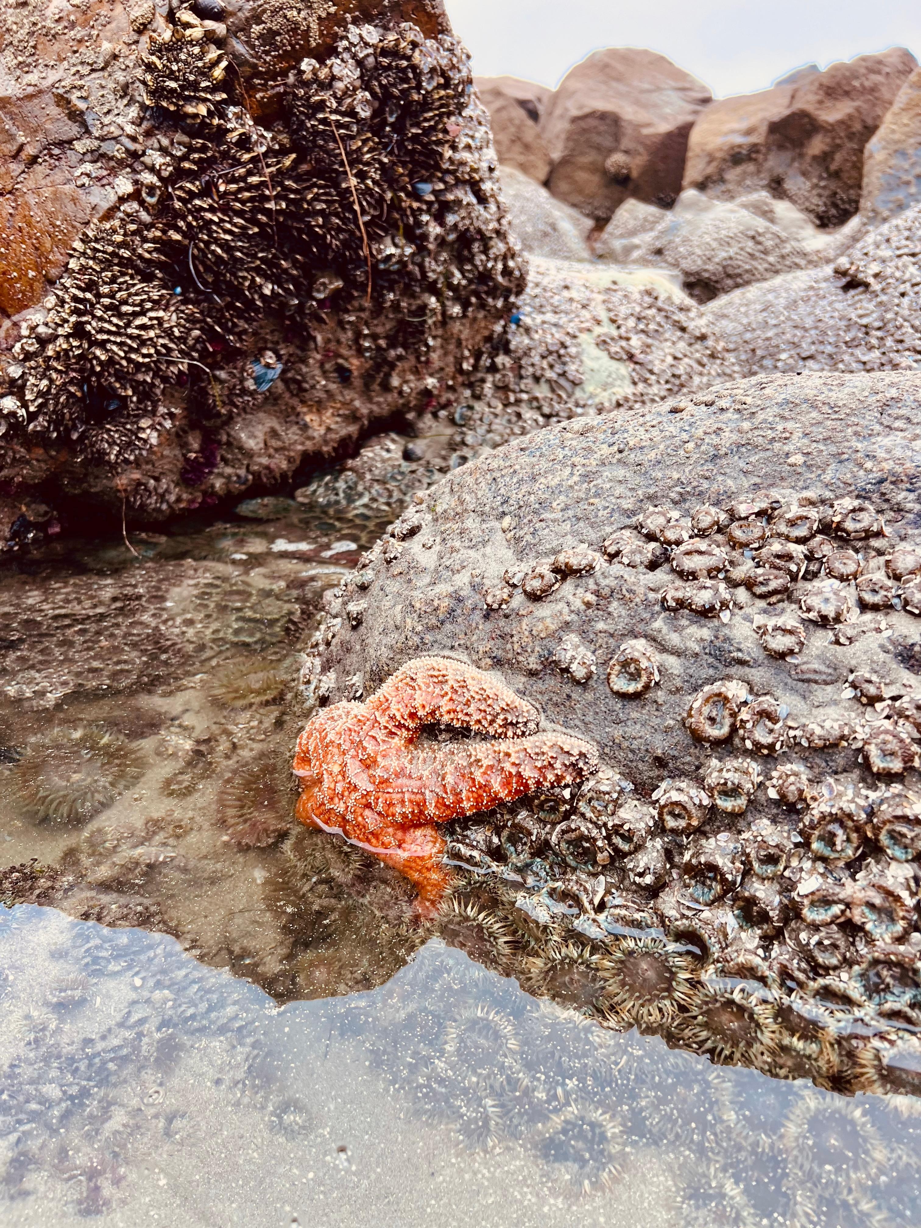 Starfish at low tide.