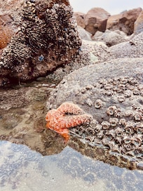 Starfish at low tide.