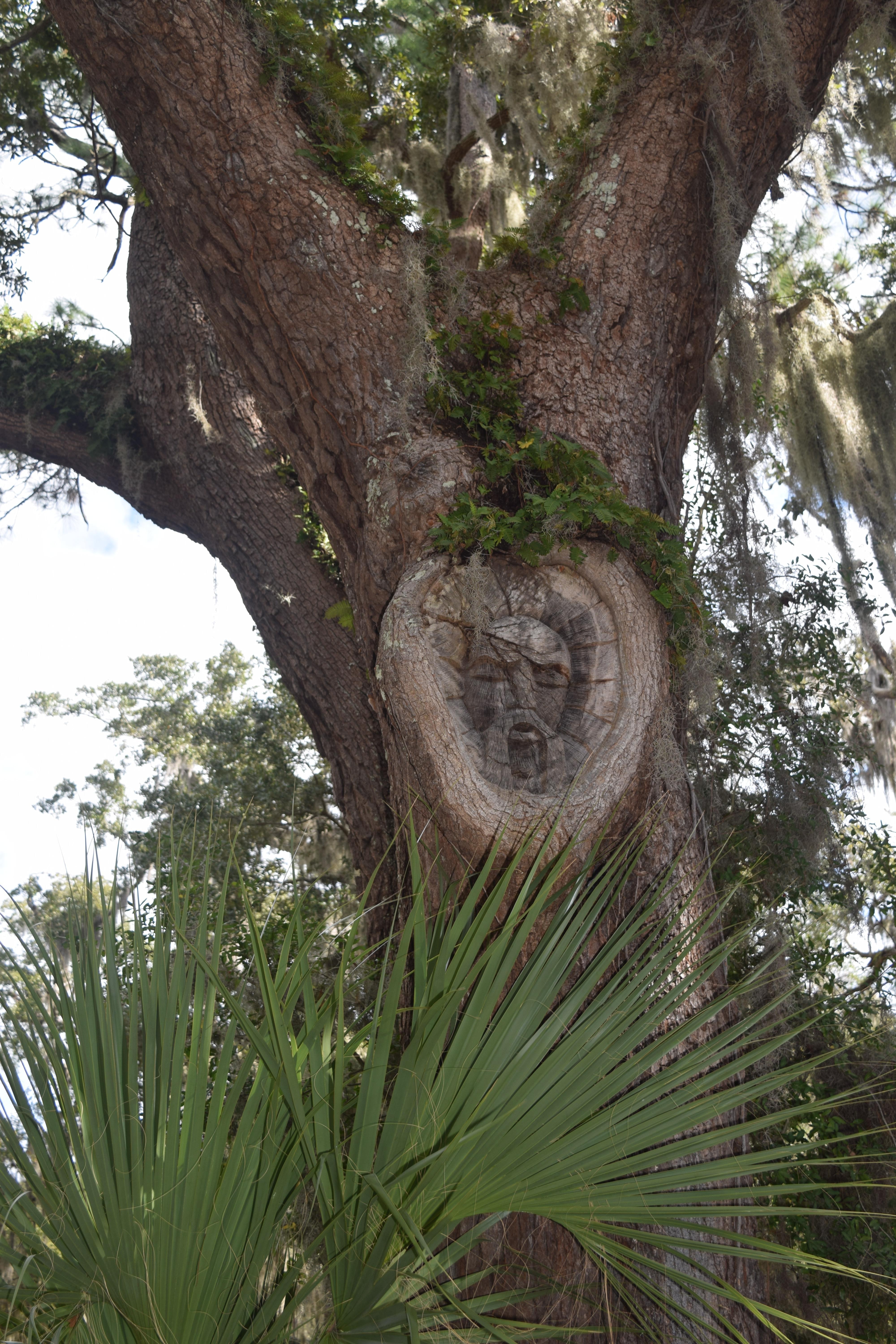 One of the Tree Spirits at Gascoigne Bluff