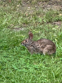 Mandeville bunny greeted us a couple of times!
