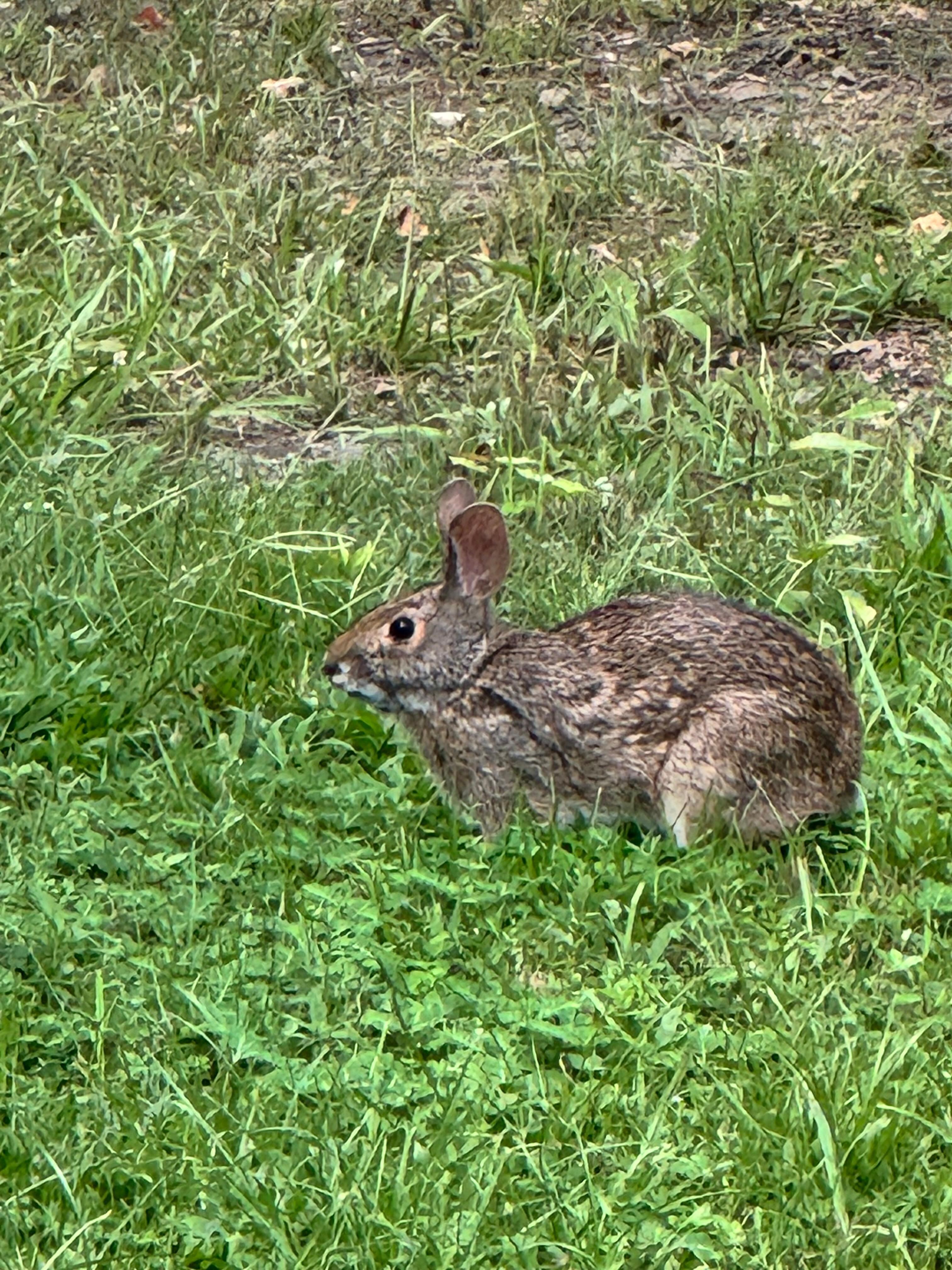 Mandeville bunny greeted us a couple of times! 
