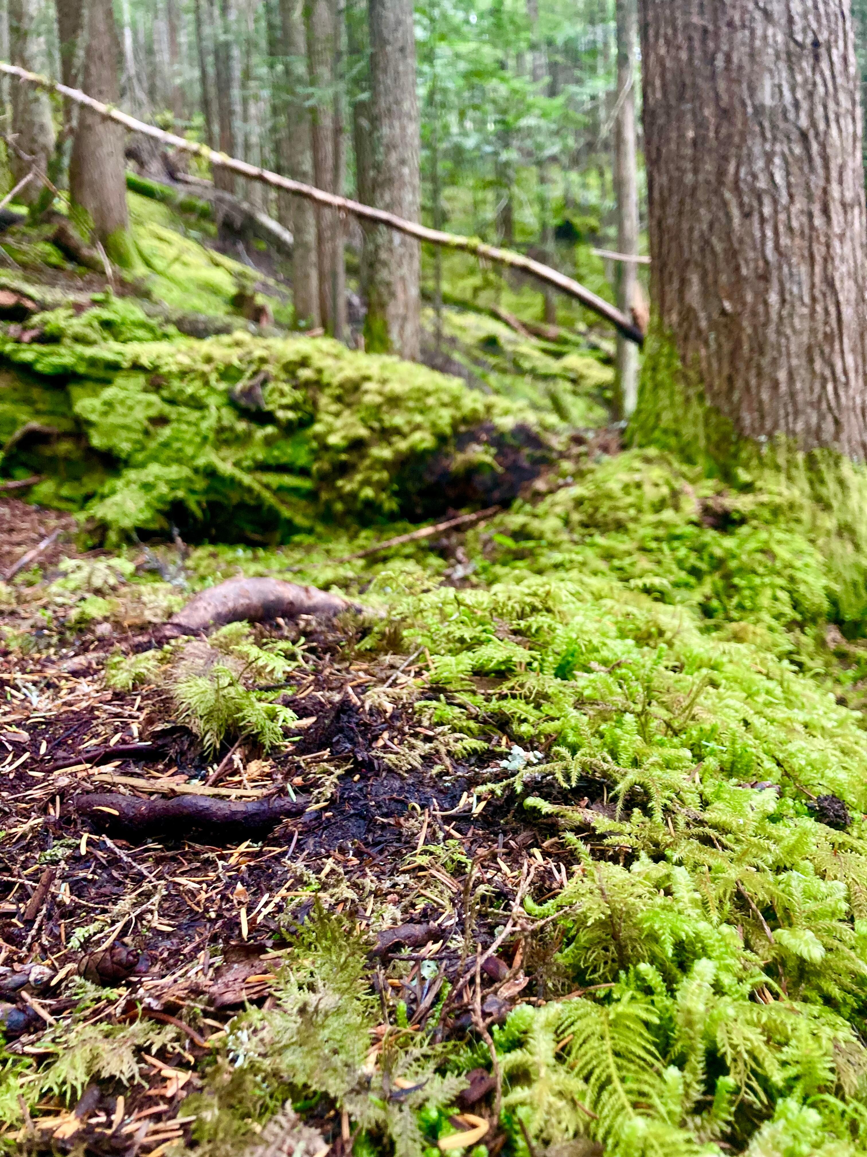 Hike above cabin 