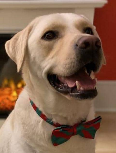 Our Baby Klaus loved the home equally and felt welcomed.  