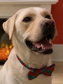 Our Baby Klaus loved the home equally and felt welcomed.