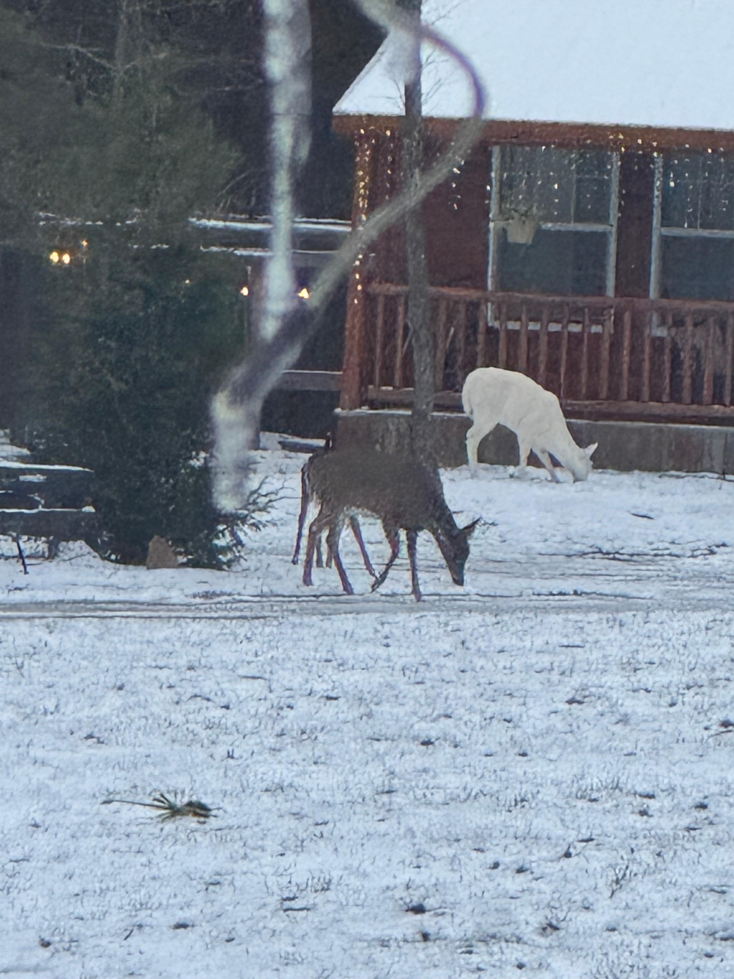 We saw an Albino deer! 