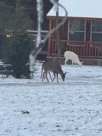 We saw an Albino deer!