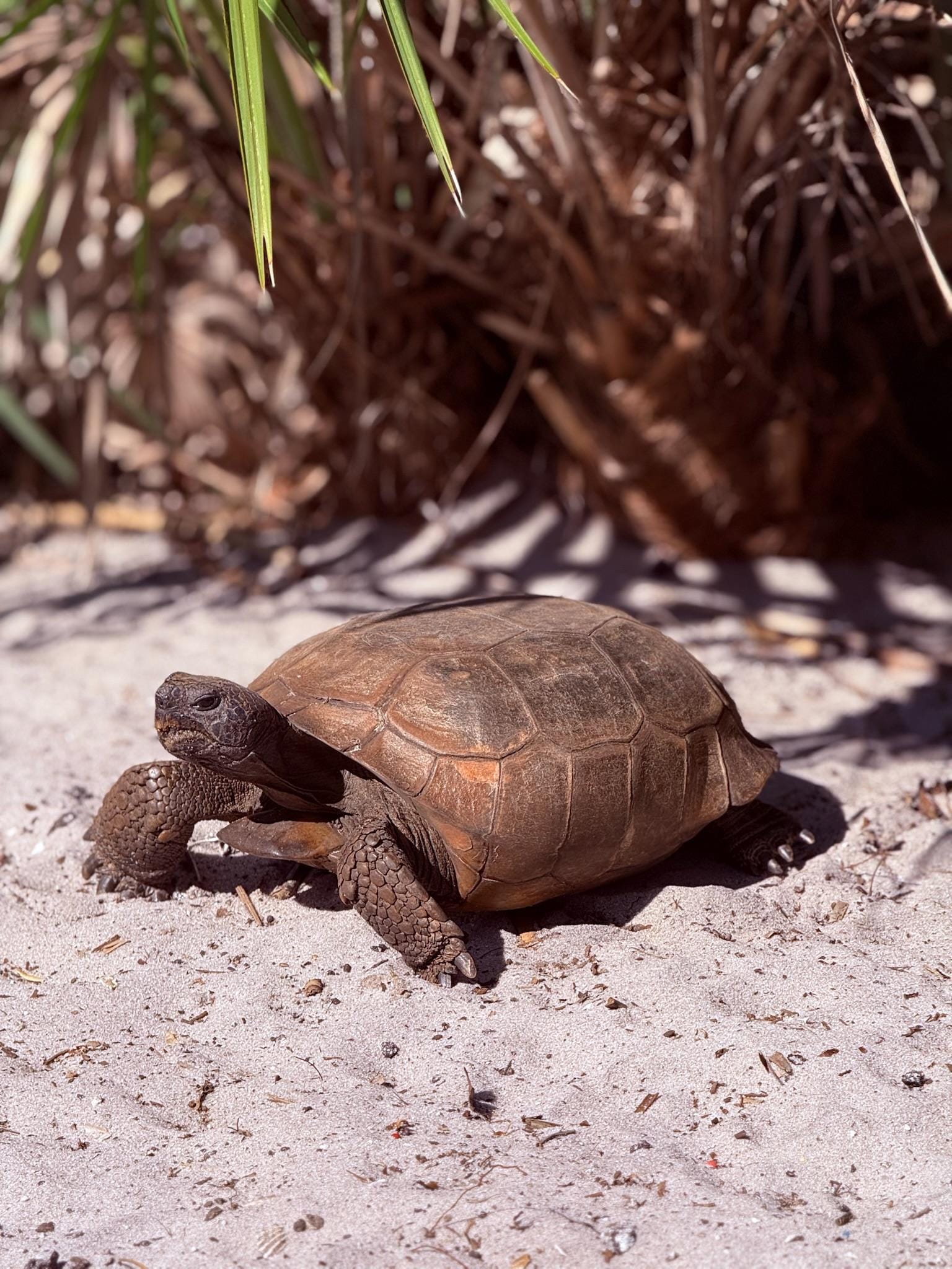 Tortoise at Gleason Park