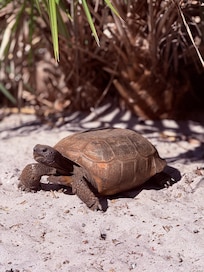 Tortoise at Gleason Park