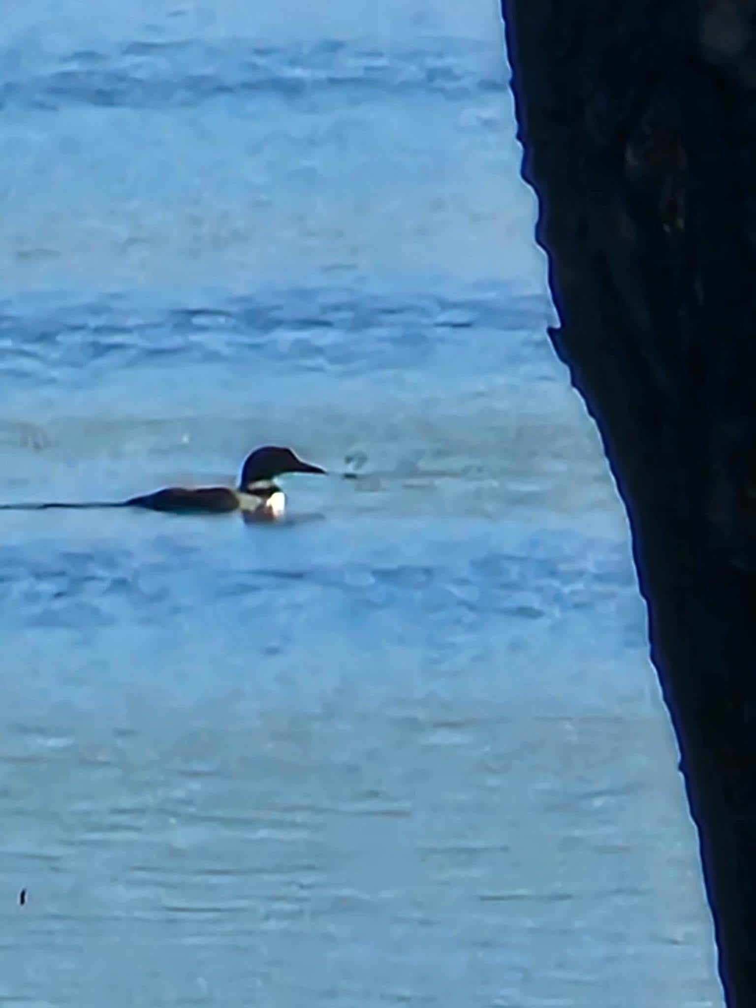 A Loon visit
