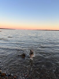Our dog Luna swimming at Roger’s point