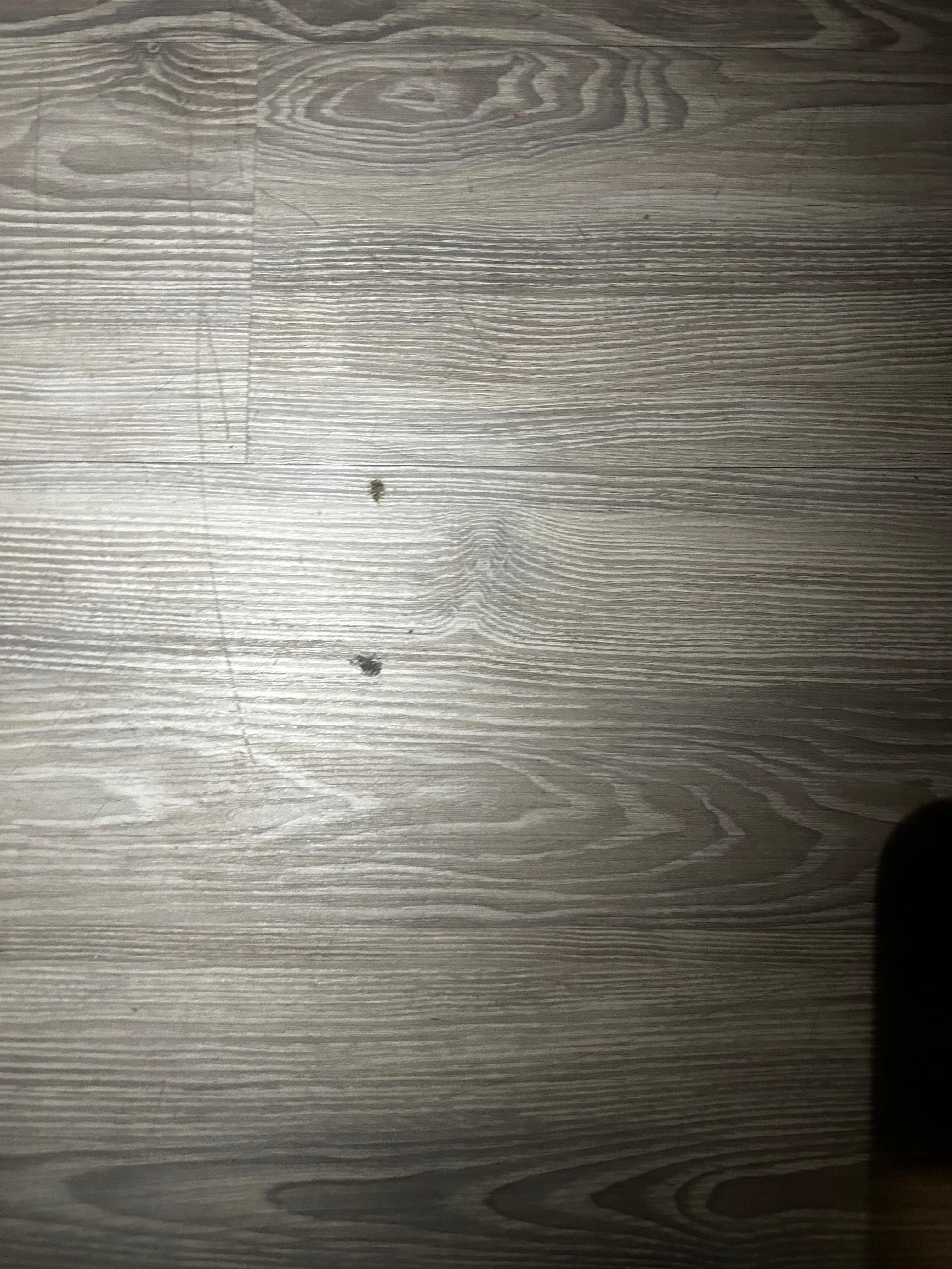 Roaches
