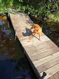 Dock. right where the dog is, the dock dips toward the water