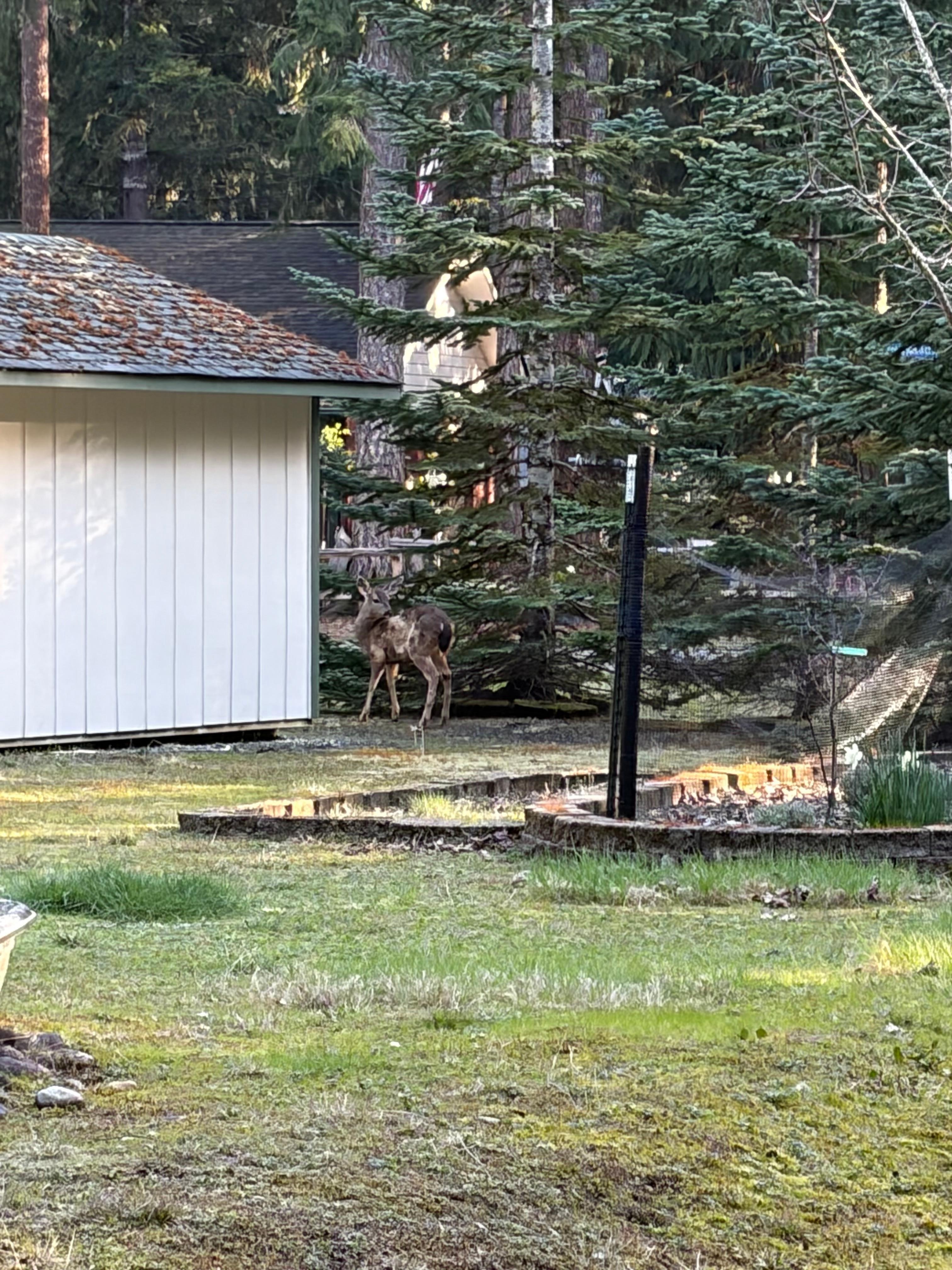 We did a daily walk around her neighborhood and we saw deer