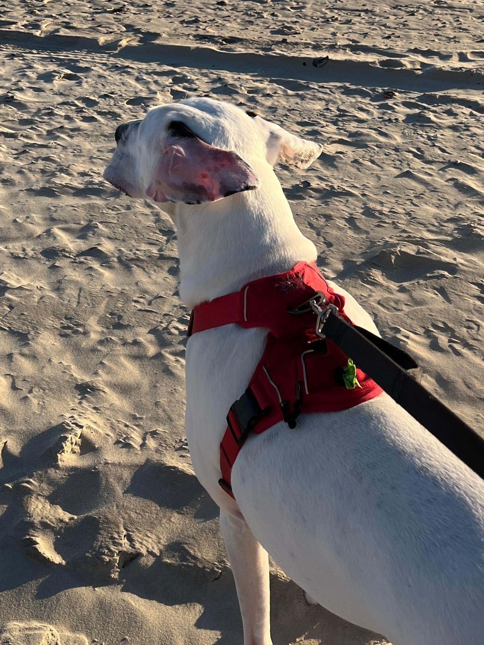 One of our dogs on the beach. 