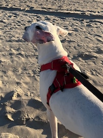 One of our dogs on the beach.