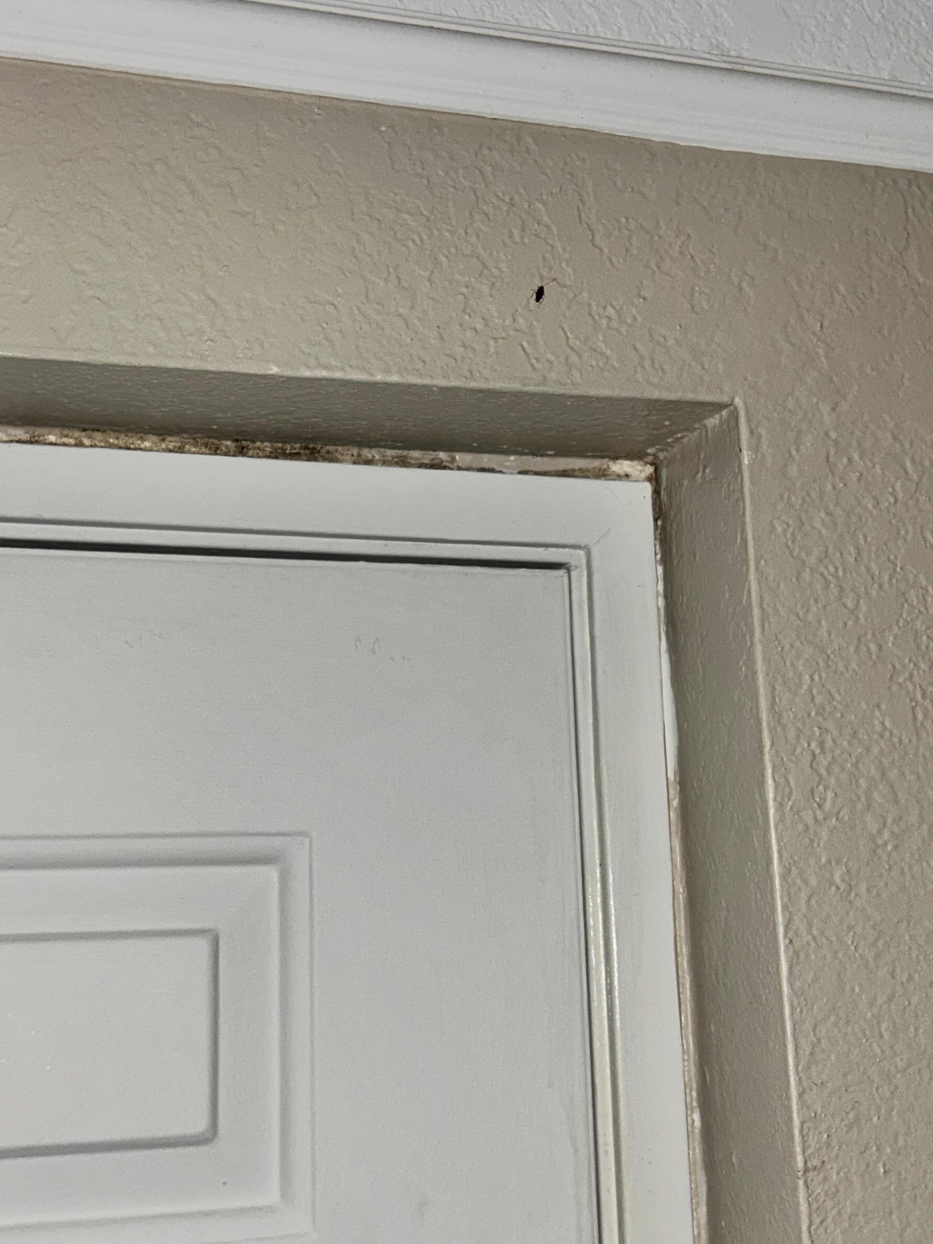 Roaches