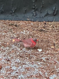 A cardinal