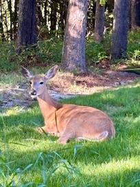 Regularly visited (and entertained) by local wildlife.