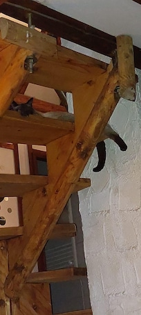 Elvis fühlt sich richtig wohl