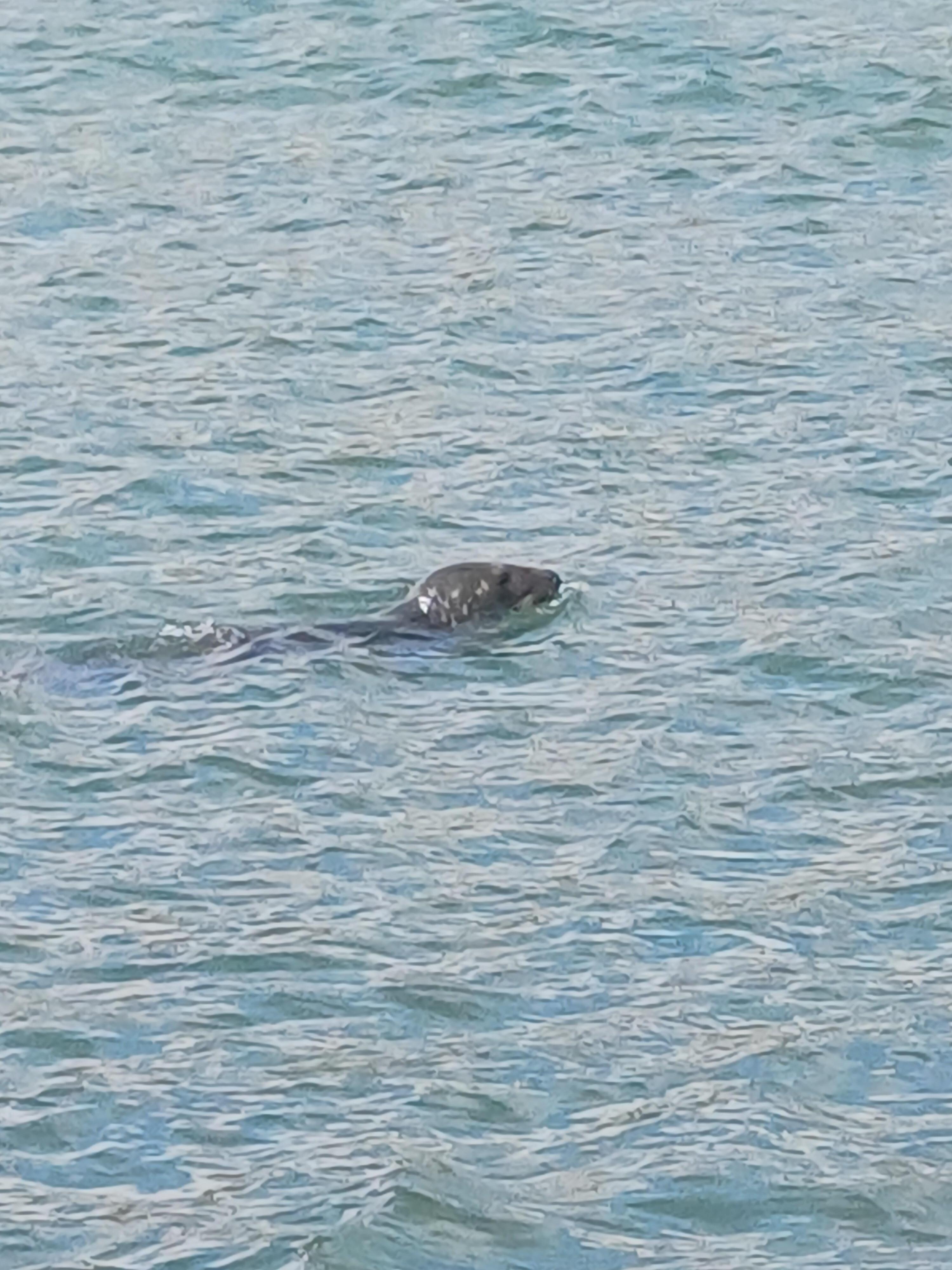 Seal in Mevagissey Harbour