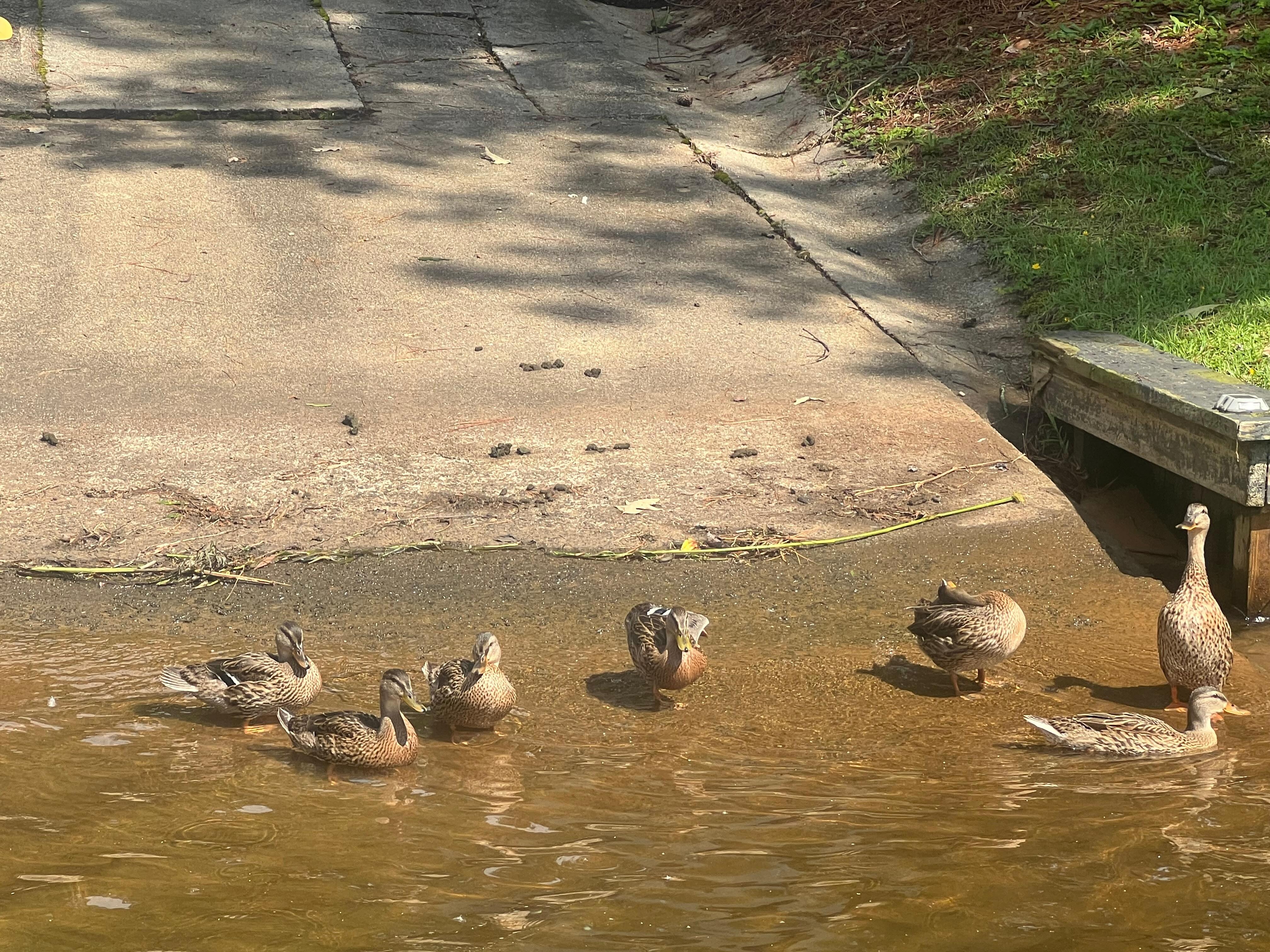 Ducks always come by to say hi too. 