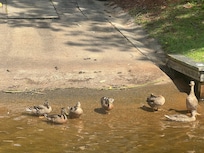 Ducks always come by to say hi too.