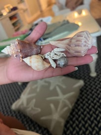 Shells found on the beach.
