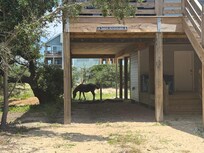 Horse under the carport if the house