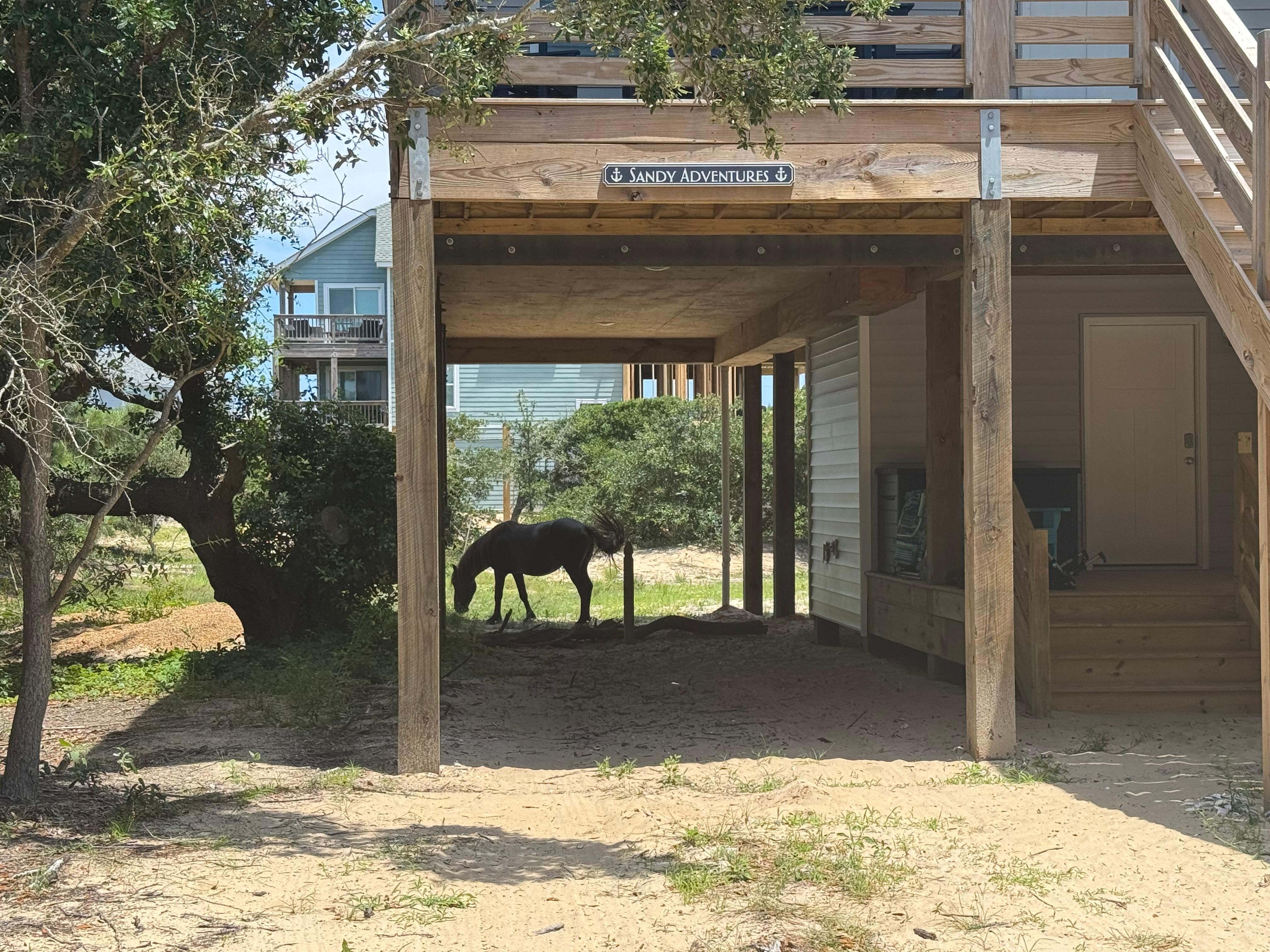 Horse under the carport if the house