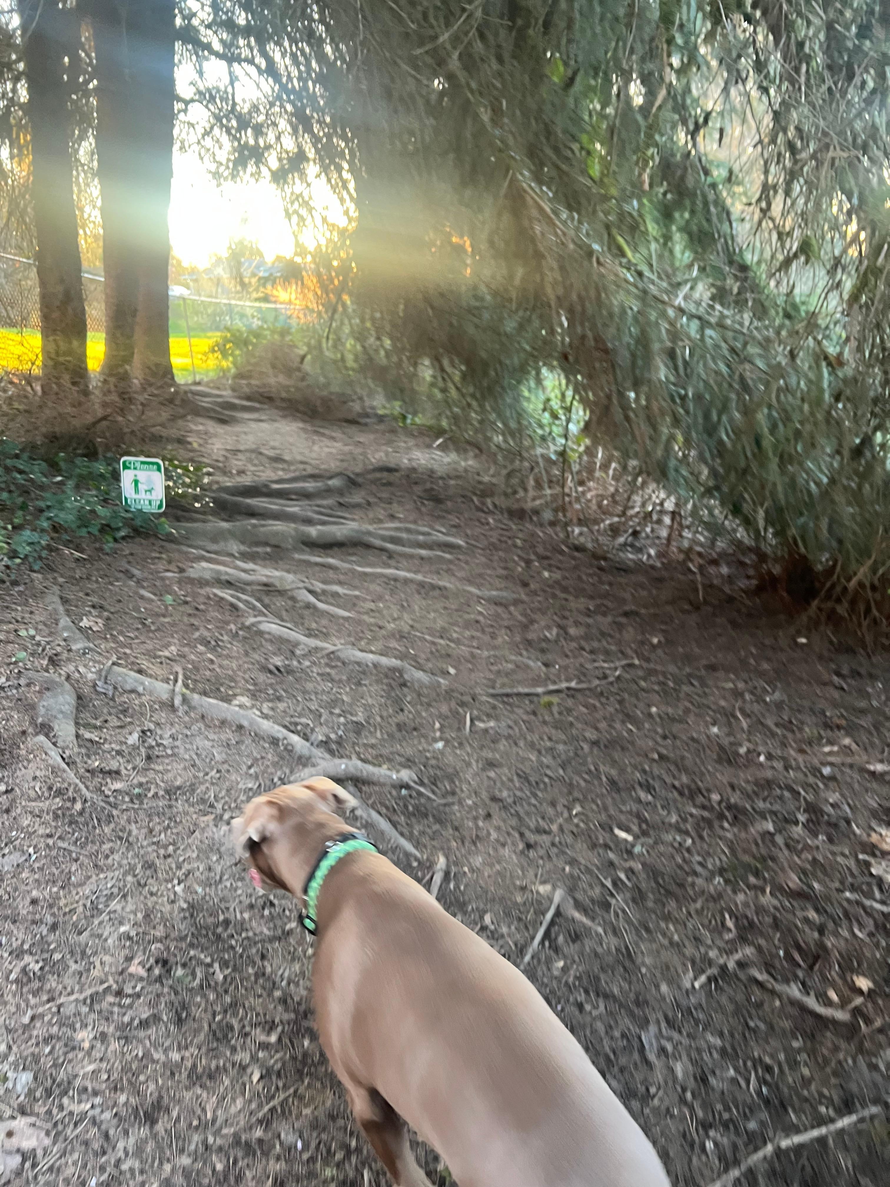 One of the trails behind the house. We saw 4 deer