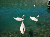 Feed the swans
