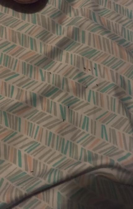 Ants in the bed.