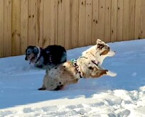Our Mini Aussies, Pink & Bling, in the back yard.
