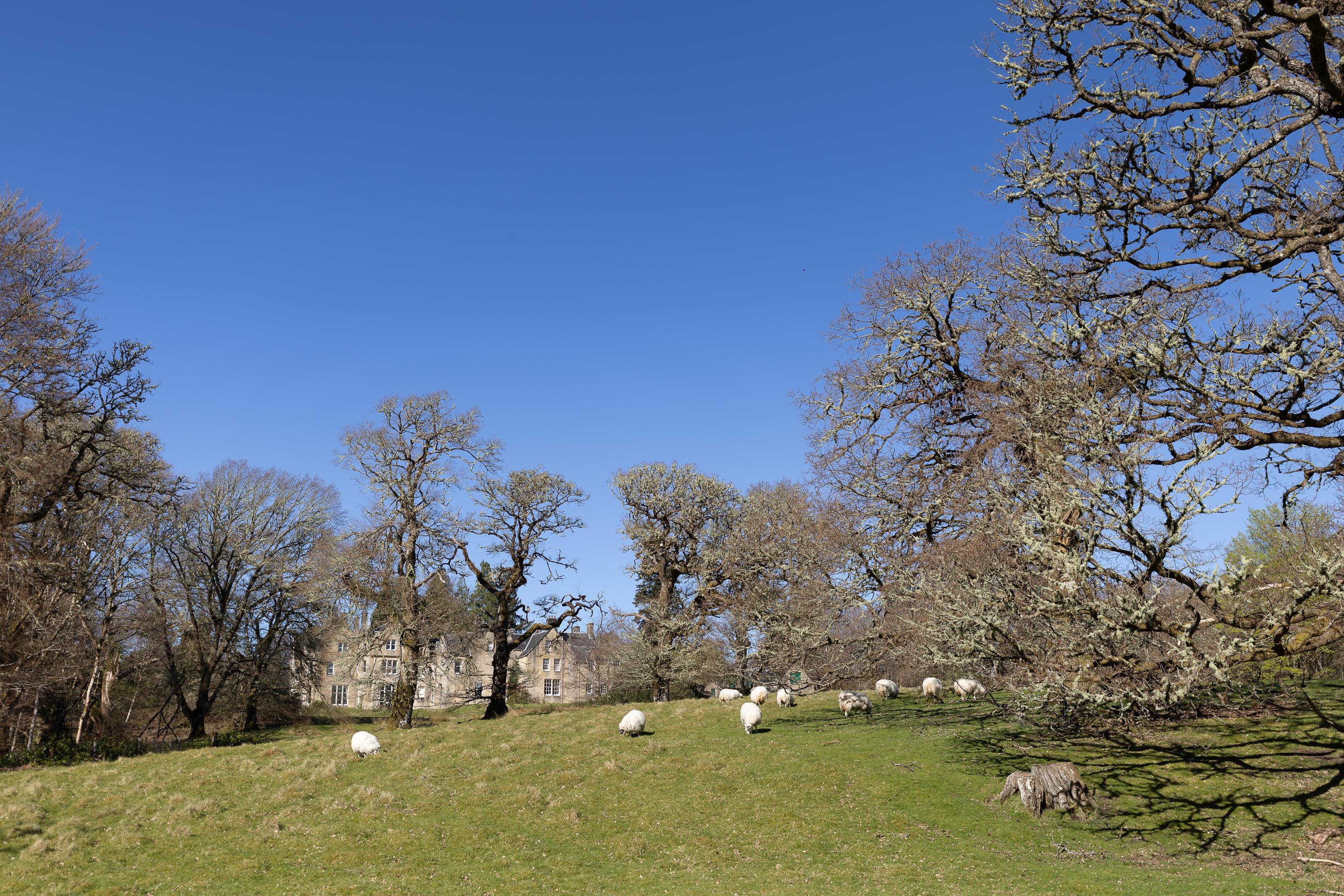 There were sheep eating in the field while we ate dinner. 