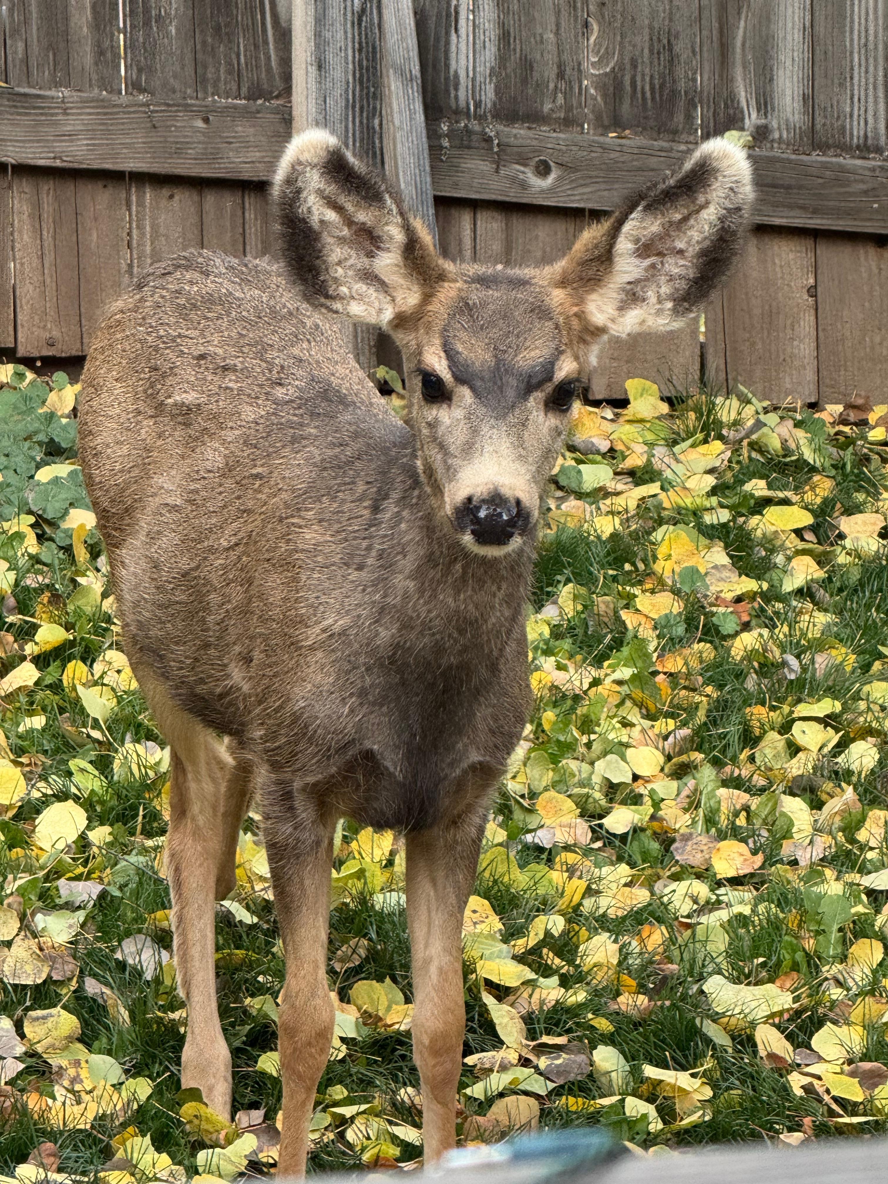 This was our little friend in the back yard. 