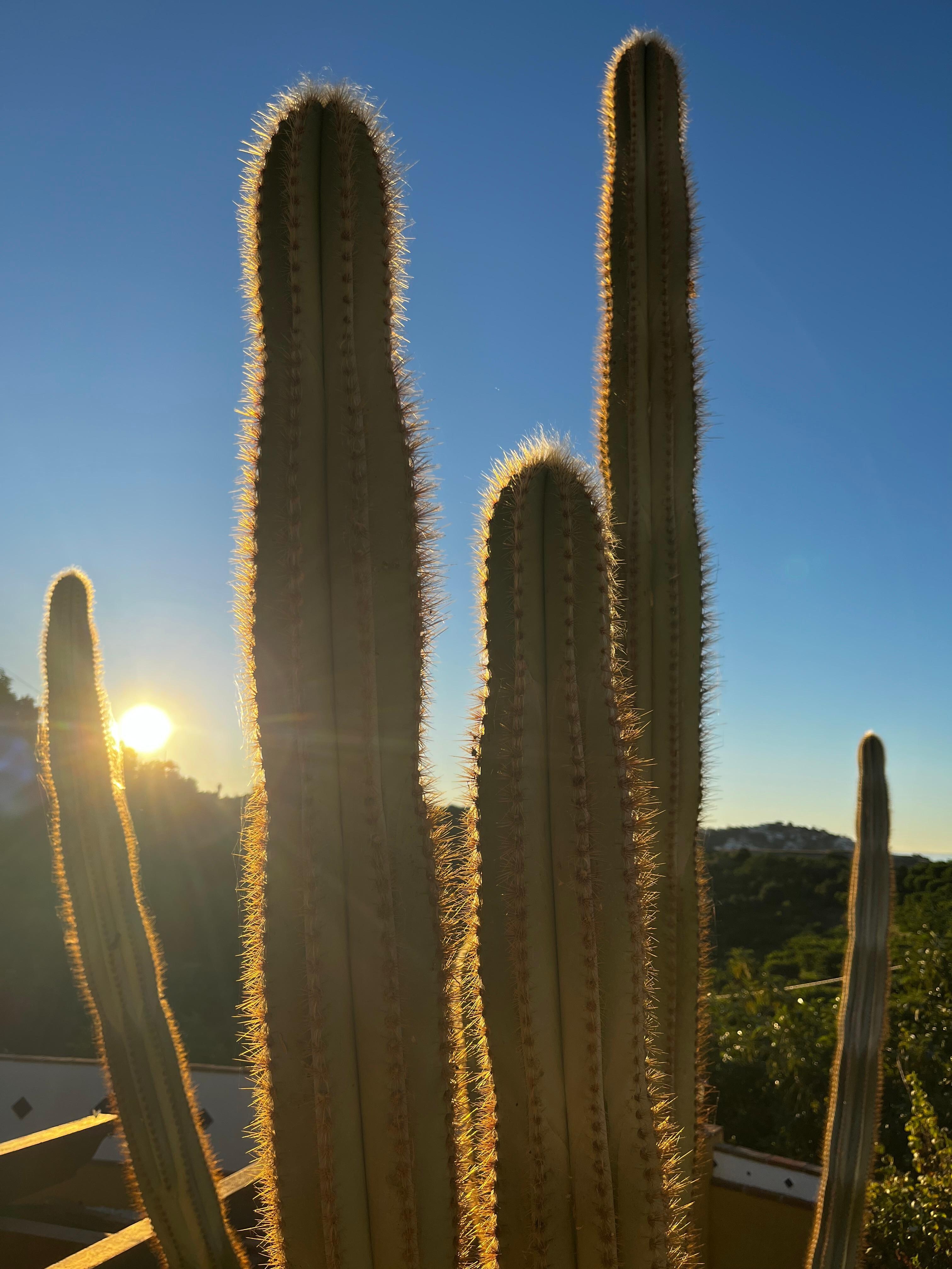 Morning view from the main terrace