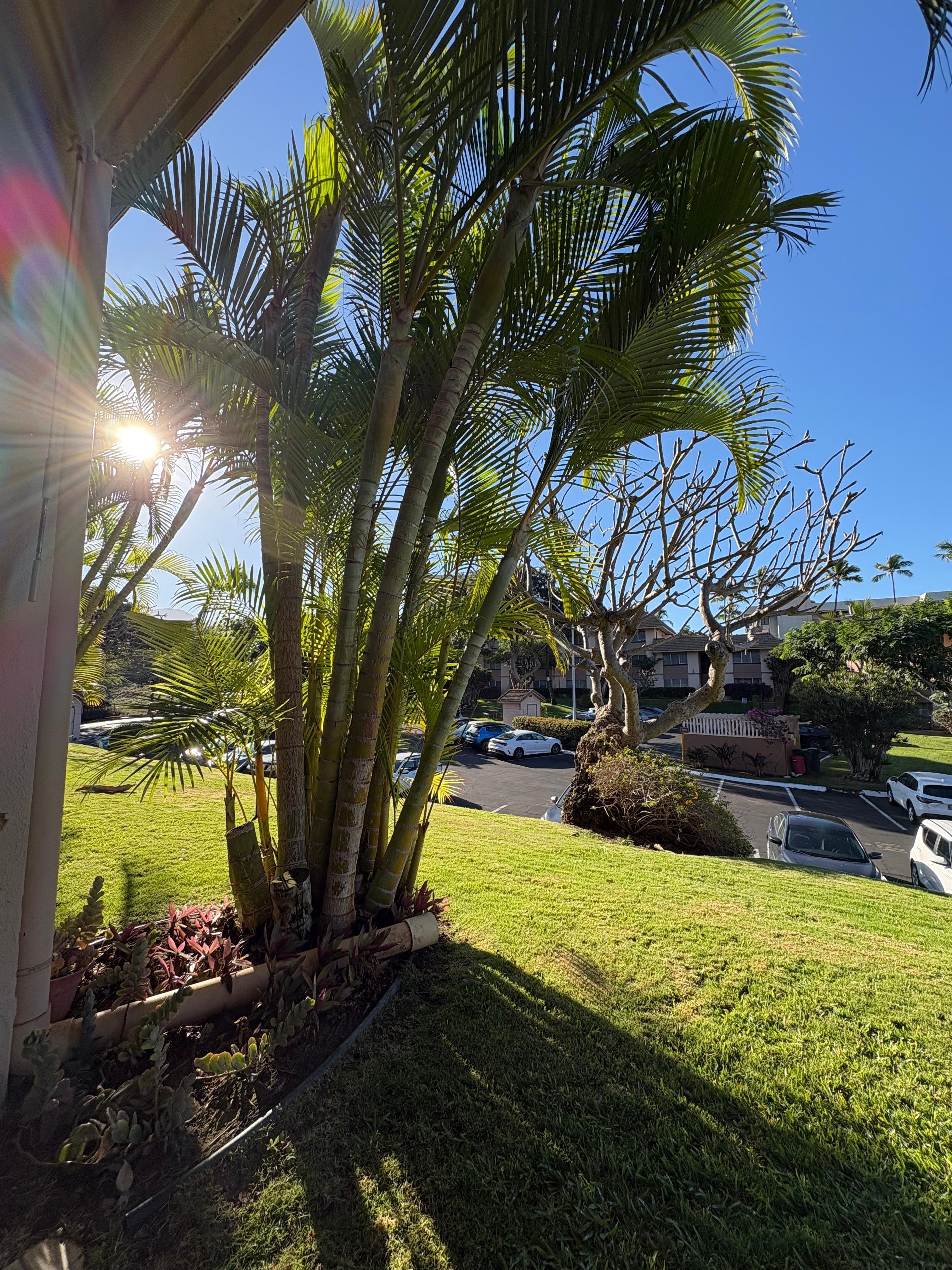 From the lanai looking Mauka